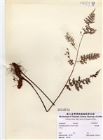 藏品(小膜蓋蕨)的圖片